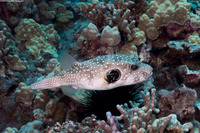 Arothron hispidus (White-Spotted Puffer)