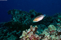Oxycheilinus unifasciatus (Ringtail Wrasse)