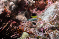 Halichoeres ornatissimus (Ornate Wrasse)