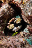 Halichoeres ornatissimus (Ornate Wrasse)