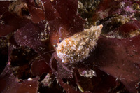 Pagurus retrorsimanus (Pagurus Retrorsimanus)