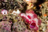 Serpula columbiana (Serpulid Worm)