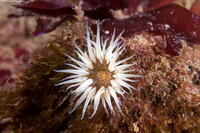 Anthopleura artemisia (Moonglow Anemone)