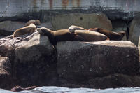 Zalophus californianus (California Sea Lion)
