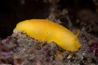 Doriopsilla fulva (White-Speckled Dorid)