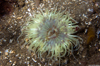 Anthopleura sola (Sunburst Anemone)