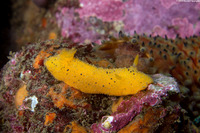 Doris montereyensis (Monterey Dorid)