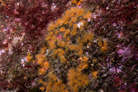 Astrangia haimei (Astrangia Haimei)