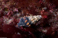 Hesperaptyxis luteopictus (Painted Spindle)