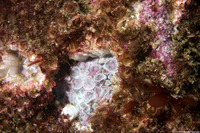 Balanus crenatus (Acorn Barnacle)