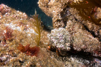 Pagurus beringanus (Bering Hermit Crab)