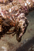 Pagurus beringanus (Bering Hermit Crab)