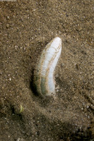 Labidodemas sp.1 (Labidodemas sp.1)