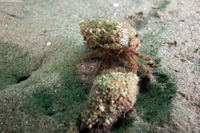 Pagurus beringanus (Bering Hermit Crab)