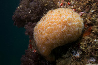Aplidium solidum (Red Ascidian)