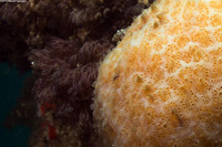 Heptacarpus sitchensis (Sitka Shrimp)