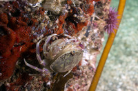 Metacarcinus gracilis (Graceful Crab)