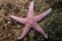 Pisaster brevispinus (Short-Spined Sea Star)