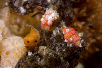 Paciocinebrina lurida (Lurid Rocksnail)