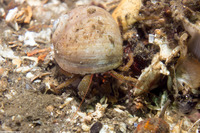 Pagurus granosimanus (Grainyhand Hermit Crab)