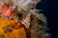 Oxylebius pictus (Painted Greenling)