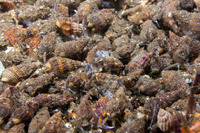 Nassarius mendicus (Western Lean Nassa)