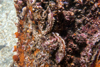Lysmata californica (Red Rock Shrimp)