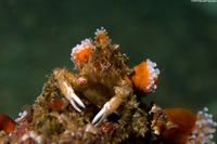 Loxorhynchus crispatus (Masking Crab)