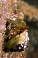 Pagurus granosimanus (Grainyhand Hermit Crab)
