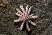 Pycnopodia helianthoides (Sunflower Star)
