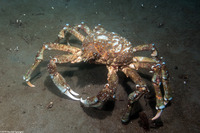 Loxorhynchus grandis (Sheep Crab)
