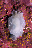 Berthella chacei (White Berthella)