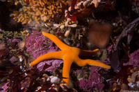 Henricia leviuscula (Blood Star)