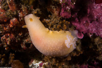 Doriopsilla fulva (White-Speckled Dorid)