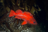Sebastes miniatus (Vermilion Rockfish)