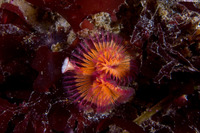 Serpula columbiana (Serpulid Worm)