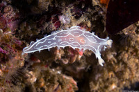 Tritonia festiva (Diamondback Tritonia)