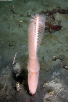Stylatula elongata (White Sea Pen)