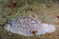 Pleurobranchaea californica (California Sidegill)