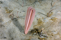 Stylatula elongata (White Sea Pen)