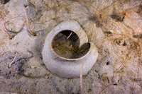 Neverita lewisii (Lewis's Moon Snail)