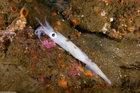 Doryteuthis opalescens (Market Squid)