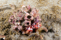 Pagurus armatus (Blackeyed Hermit Crab)