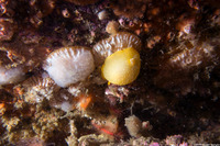 Pododesmus macrochisma (Abalone Jingle)