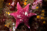 Patiria miniata (Bat Star)