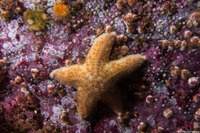 Pisaster giganteus (Giant Spined Star)