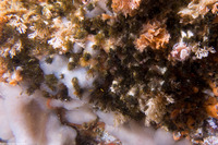 Dodecaceria pacifica (Colonial Tube Worm)