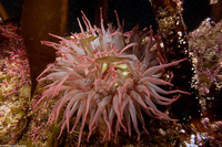 Urticina grebelnyi (Painted Urticina)