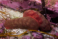 Cryptochiton stelleri (Gumboot Chiton)