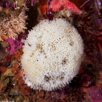Leucosolenia eleanor (Tube Ball Sponge)